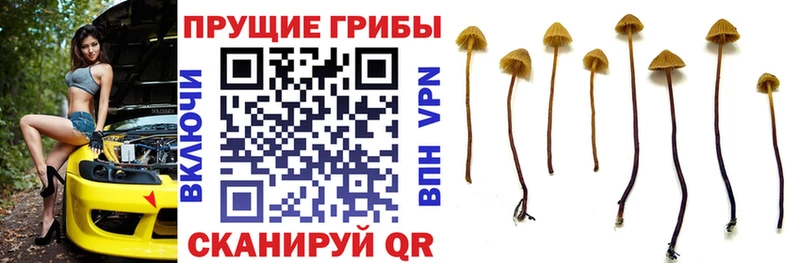 мега tor  Юрьев-Польский  Псилоцибиновые грибы мицелий  наркошоп 